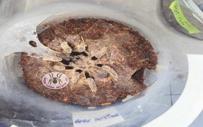 ornithocthonus aureotibialis Mature male tarantula